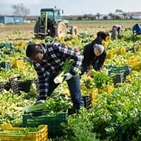 Migrant & Seasonal Agricultural Workers Protection Act